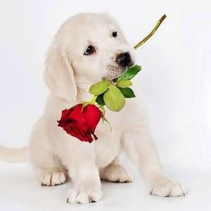 Meet your Posher, Bianca